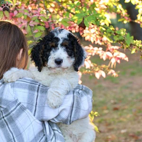 Autumn, Bernedoodle Puppy